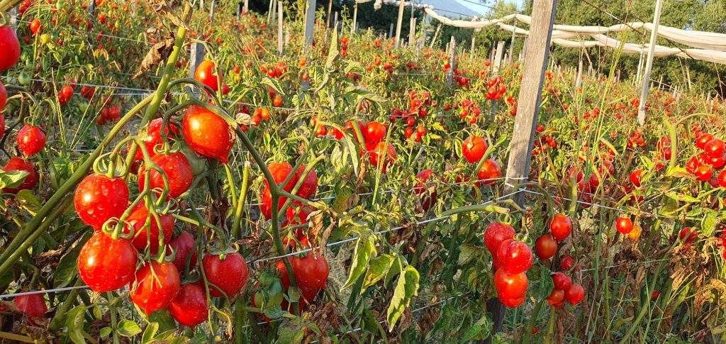 Visita all'orto biologico di Stone Garden